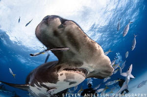 Great Hammerheads are quick and come in fast when hunting... by Steven Anderson 